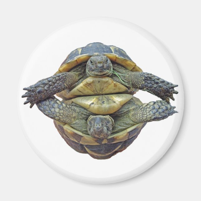 Imã Tortoise Round Magnet (Frente)