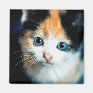 Imã TortoisesInferno