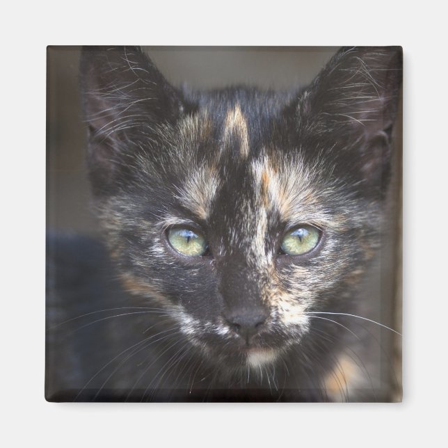 Imã TortoisesInferno Kitten (Frente)