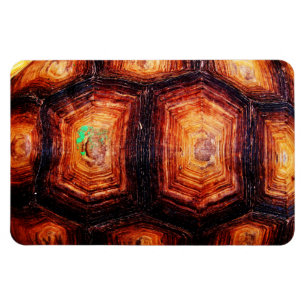 Ímã Tortoisinferno