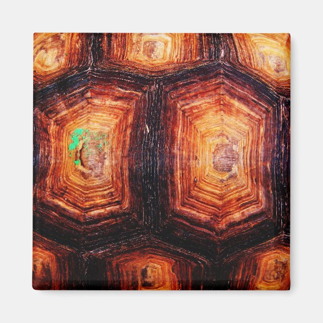 Imã Tortoisinferno (Frente)