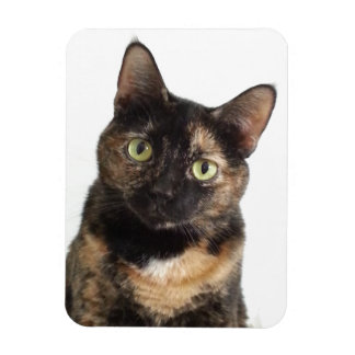Ímã Tortoisinferno Cat