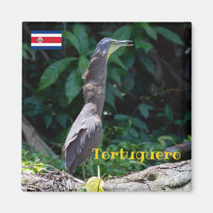 Imã Tortuguero - Herão de Tigre Nu-Throated