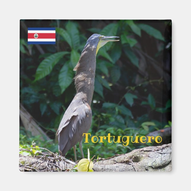 Imã Tortuguero - Herão Tigre Ameaçado (Frente)