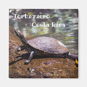 Imã Tortuguero - Turtle