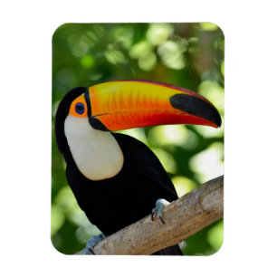 Ímã Toucan