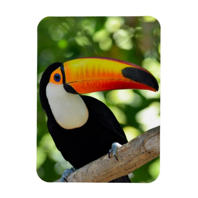 Ímã Toucan (Vertical)