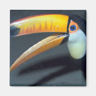 Imã Toucan