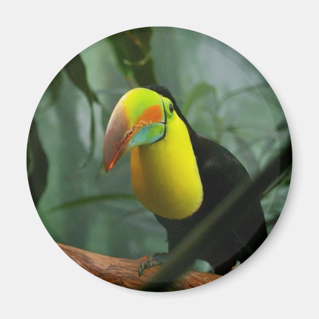 Imã Toucan (Frente)