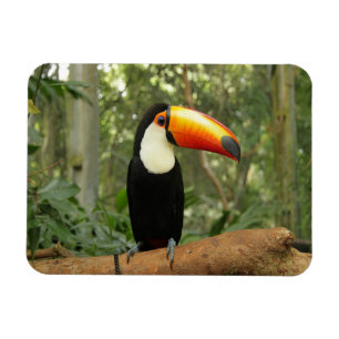 Ímã Toucan na ramificação da árvore