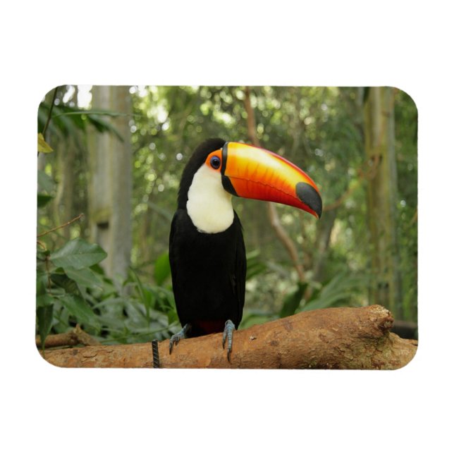 Ímã Toucan na ramificação da árvore (Horizontal)