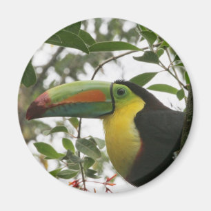 Imã Toucan na selva