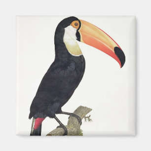 Imã Toucan No.2, 'da história dos pássaros de Paradi