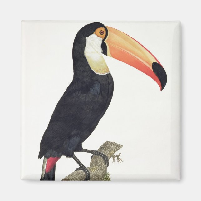 Imã Toucan No.2, de 'História das Aves de Paradis' (Frente)