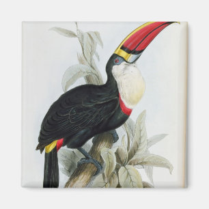 Imã Toucan Vermelho-Faturado, 'de uma monografia do