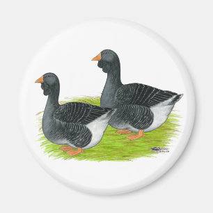 Imã Toulouse Dewlap Geese