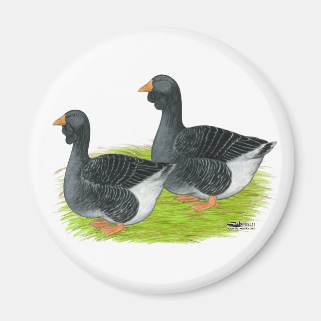 Imã Toulouse Dewlap Geese (Frente)