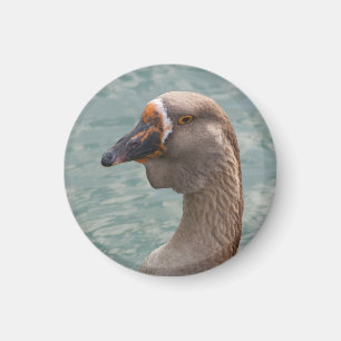 Imã Toulouse Goose