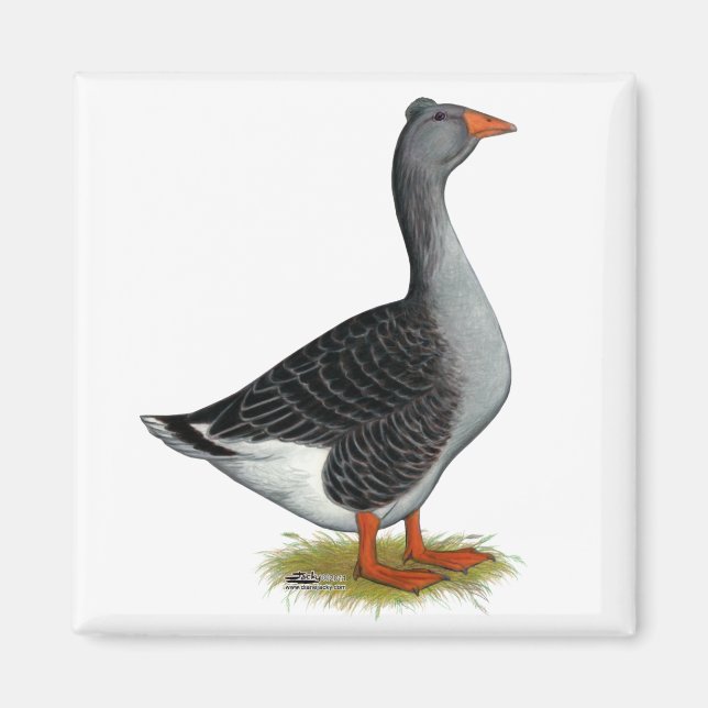 Imã Toulouse Goose Tufted (Frente)