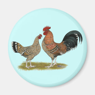 Imã Tournaisis Bantams