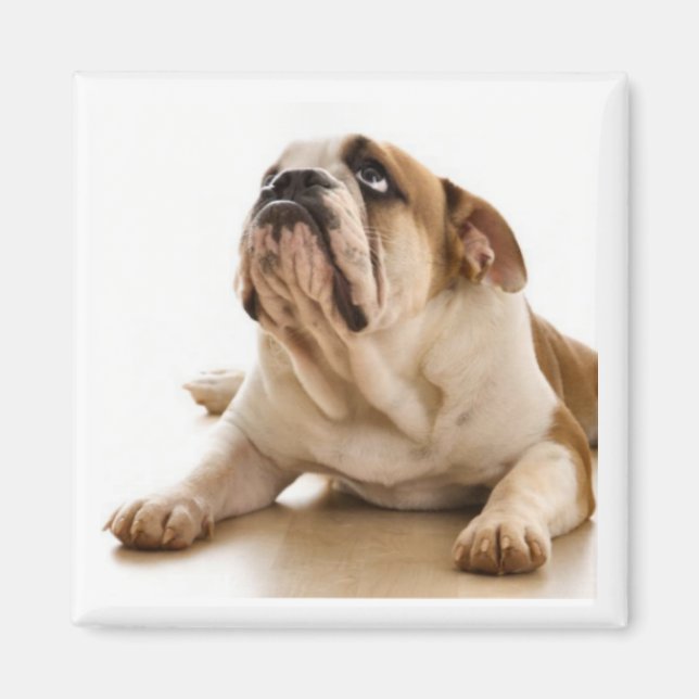 Imã Touro-Cachorro (Frente)