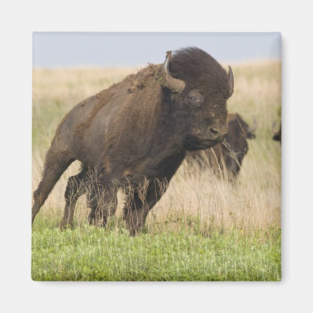 Imã Touro da Festidade, jovem Bison, na Tallgramínea (Frente)