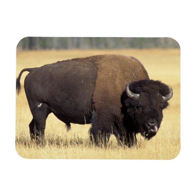 Ímã Touro de Bisão no Parque Nacional de Yellowstone (Horizontal)