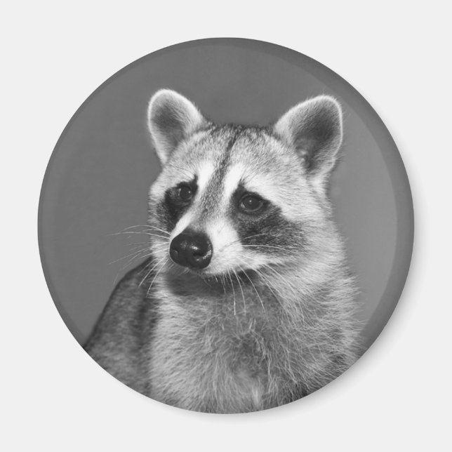 Imã touro de ímã (Frente)