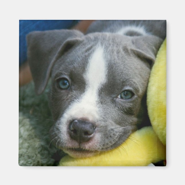 Imã Touro de Pit Terrier Pup Magnet - "Mikey" (Frente)