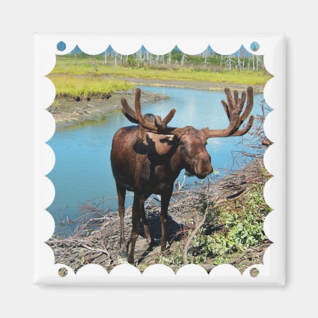 Imã Touro Moose Magnet (Frente)