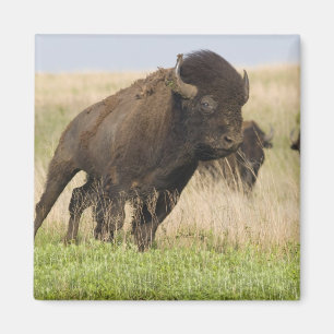 Imã Touro novo do bisonte de Fiesty no Tallgrass