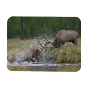 Ímã Touros de alce lutando, Yellowstone NP, Wyoming