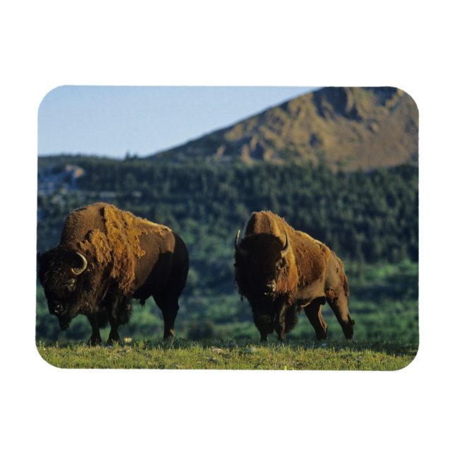 Ímã Touros de bisão no Parque Nacional Waterton Lakes (Horizontal)