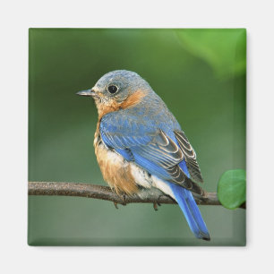 Imã Toutinegra-azul-fêmea, Sialia sialis