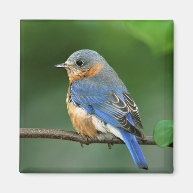 Imã Toutinegra-azul-fêmea, Sialia sialis (Frente)