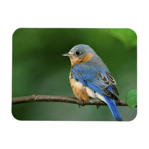 Ímã Toutinegra-azul-fêmea, Sialia sialis