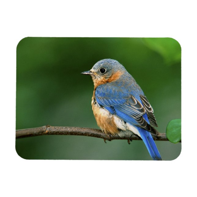 Ímã Toutinegra-azul-fêmea, Sialia sialis (Horizontal)