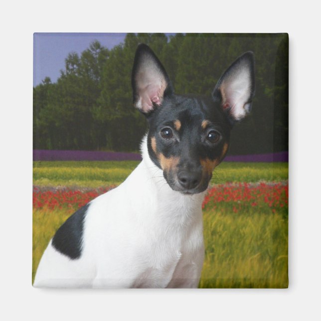 Imã Toy Fox Terrier Magnet (Frente)