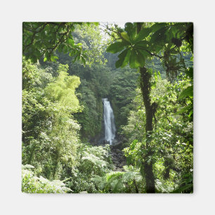 Imã Traffic Falls Tropical RainForest Fotografia