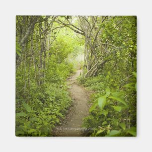 Imã Trajeto através da floresta