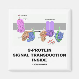 Imã Transdução do sinal da G-Proteína para dentro