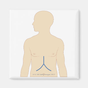 Imã Transplantação do fígado