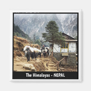 Imã Transporte de búfalos, visões do Everest - Nepal