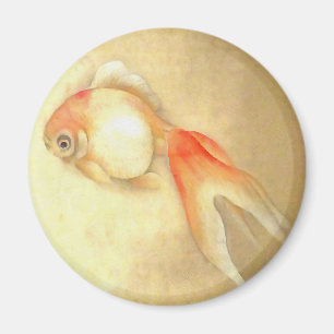Imã Transquil - Peixe-dourado japonês