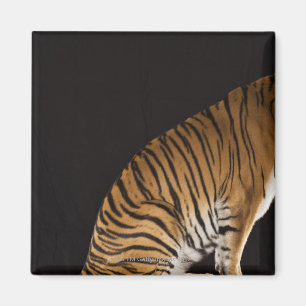 Imã Traseira do tigre sentado na plataforma