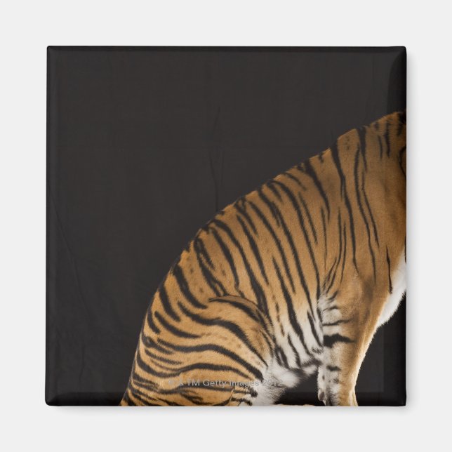 Imã Traseira do tigre sentado na plataforma (Frente)