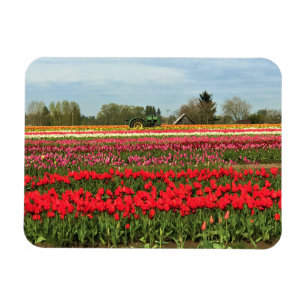 Ímã Trator Verde em Tulip Field, Oregon