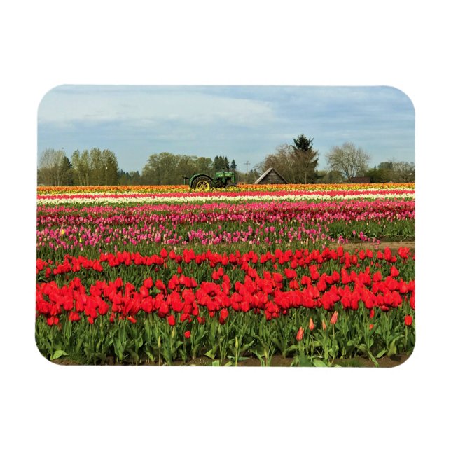 Ímã Trator Verde em Tulip Field, Oregon (Horizontal)