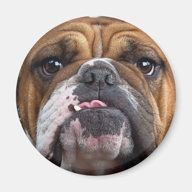 Imã Travesseiro decorativo Inglês Bulldog (Frente)