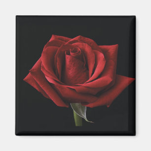 Imã travesseiro decorativo Rosa vermelha